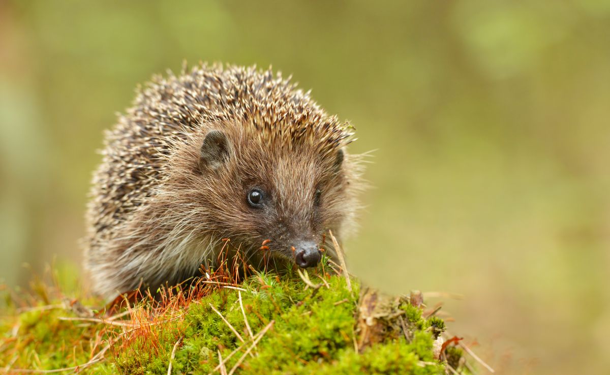 A hedgehog sits on top of a mossy log