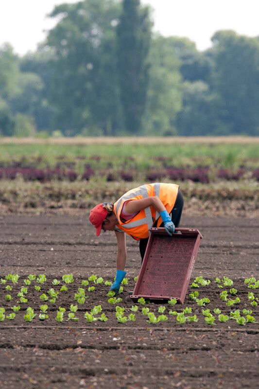 migrant worker picking crops
