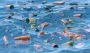 illustration of litter floating in water