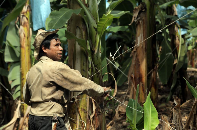 organising workers in banana plantations in Guatemala