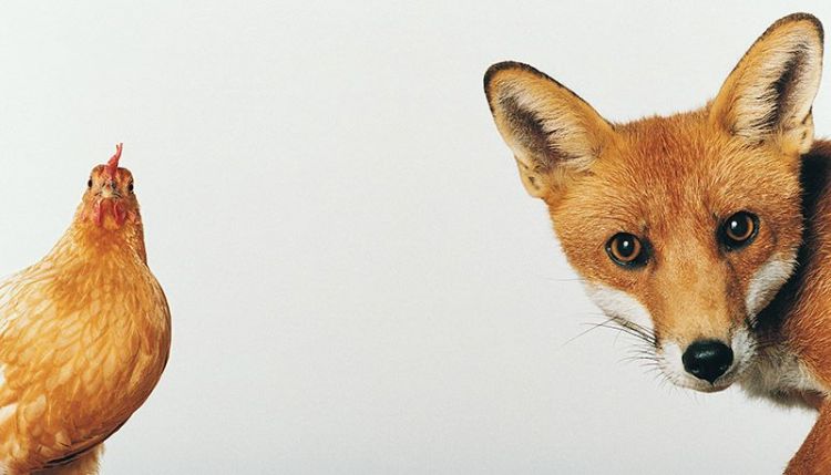 Fox and chicken