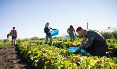 Farmers harvesting lettuce in vegetable garden on sunny farm