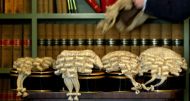 Lawyer's wigs