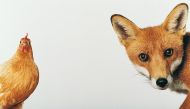 fox and chicken